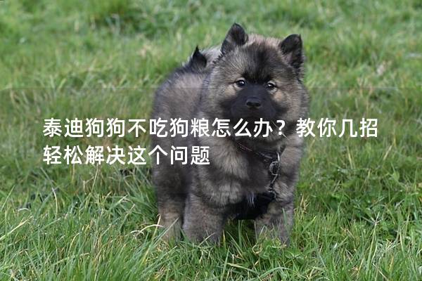 泰迪狗狗不吃狗粮怎么办？教你几招轻松解决这个问题