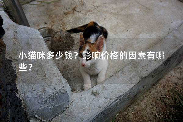 小猫咪多少钱？影响价格的因素有哪些？