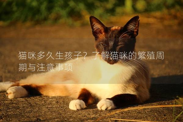 猫咪多久生孩子？了解猫咪的繁殖周期与注意事项
