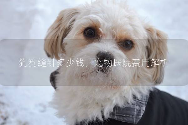 狗狗缝针多少钱，宠物医院费用解析