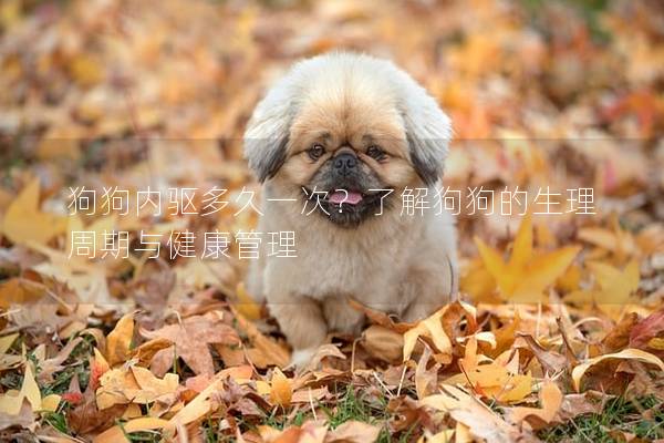 狗狗内驱多久一次？了解狗狗的生理周期与健康管理