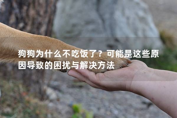 狗狗为什么不吃饭了？可能是这些原因导致的困扰与解决方法