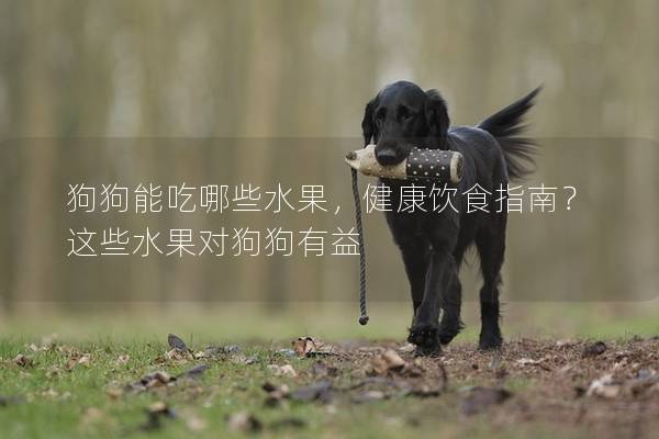 狗狗能吃哪些水果，健康饮食指南？这些水果对狗狗有益