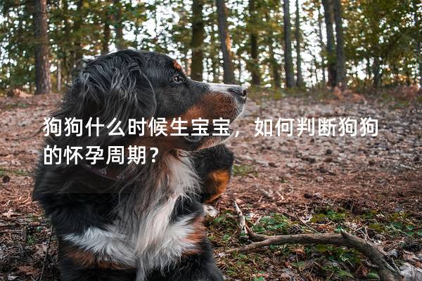 狗狗什么时候生宝宝，如何判断狗狗的怀孕周期？