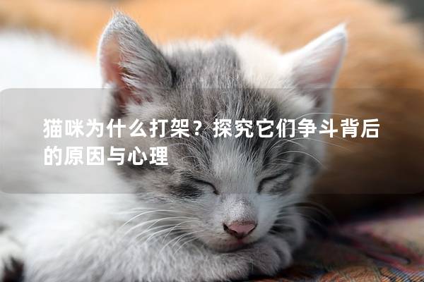 猫咪为什么打架？探究它们争斗背后的原因与心理