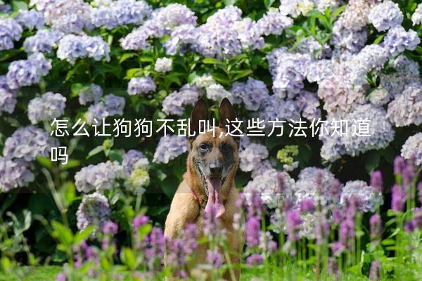 怎么让狗狗不乱叫,这些方法你知道吗