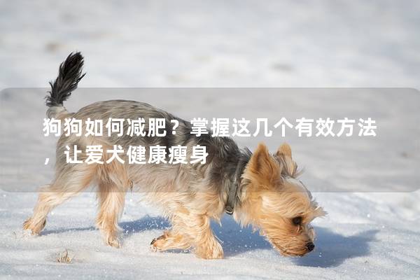 狗狗如何减肥？掌握这几个有效方法，让爱犬健康瘦身