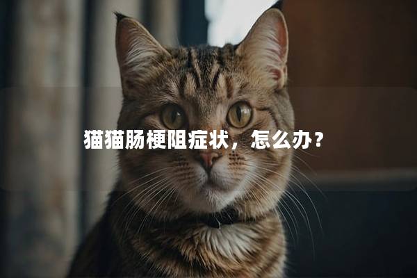 猫猫肠梗阻症状，怎么办？