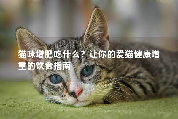 猫咪增肥吃什么？让你的爱猫健康增重的饮食指南