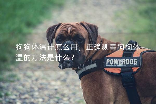 狗狗体温计怎么用，正确测量狗狗体温的方法是什么？
