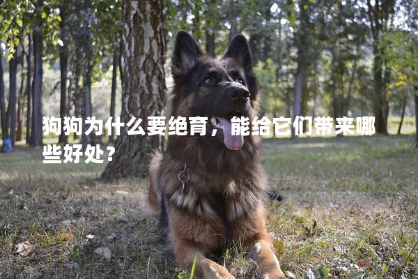 狗狗为什么要绝育，能给它们带来哪些好处？