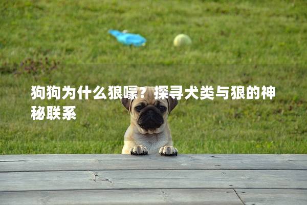 狗狗为什么狼嚎？探寻犬类与狼的神秘联系