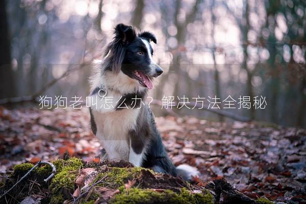 狗狗老叫怎么办？解决方法全揭秘