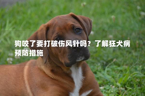 狗咬了要打破伤风针吗？了解狂犬病预防措施
