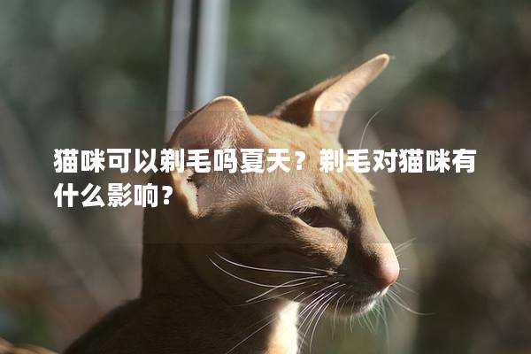 猫咪可以剃毛吗夏天？剃毛对猫咪有什么影响？