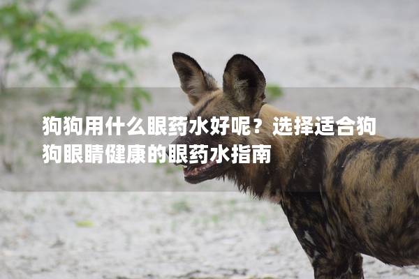 狗狗用什么眼药水好呢？选择适合狗狗眼睛健康的眼药水指南
