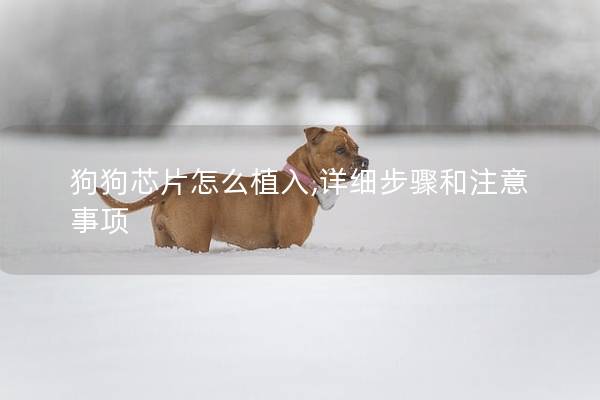 狗狗芯片怎么植入,详细步骤和注意事项