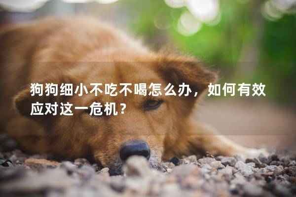 狗狗细小不吃不喝怎么办，如何有效应对这一危机？