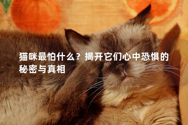 猫咪最怕什么？揭开它们心中恐惧的秘密与真相