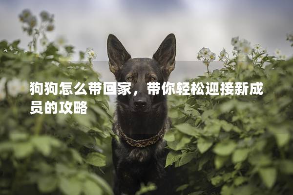 狗狗怎么带回家，带你轻松迎接新成员的攻略