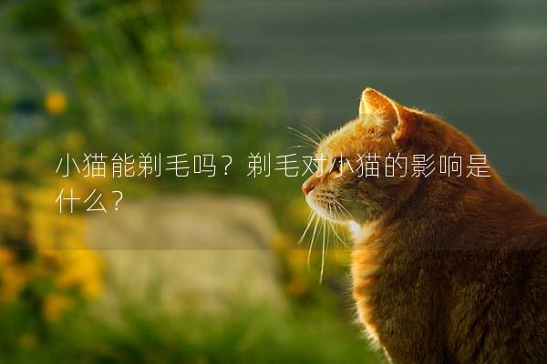 小猫能剃毛吗？剃毛对小猫的影响是什么？