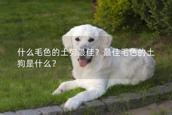 什么毛色的土狗最佳？最佳毛色的土狗是什么？