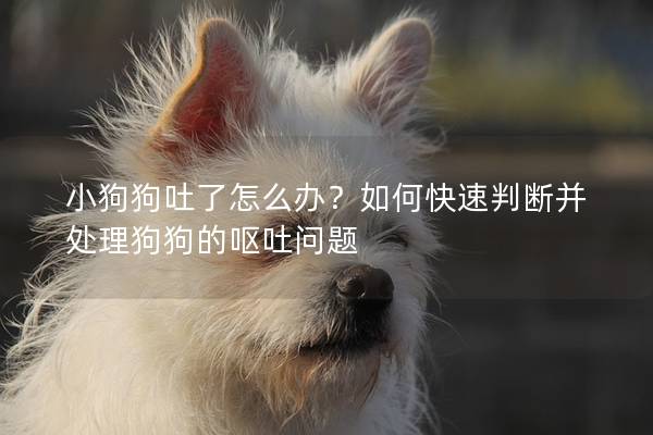 小狗狗吐了怎么办？如何快速判断并处理狗狗的呕吐问题
