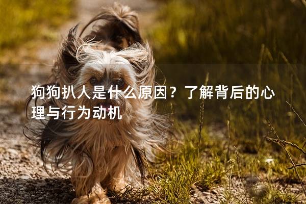 狗狗扒人是什么原因？了解背后的心理与行为动机