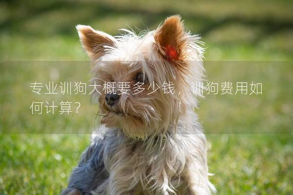 专业训狗大概要多少钱，训狗费用如何计算？