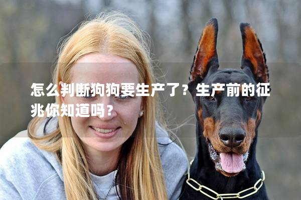 怎么判断狗狗要生产了？生产前的征兆你知道吗？