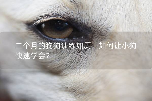 二个月的狗狗训练如厕，如何让小狗快速学会？