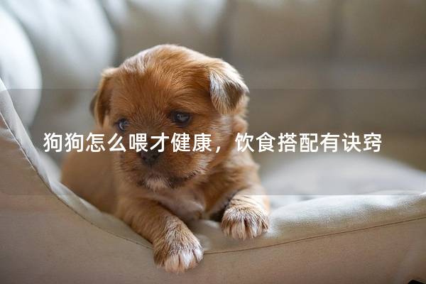 狗狗怎么喂才健康，饮食搭配有诀窍