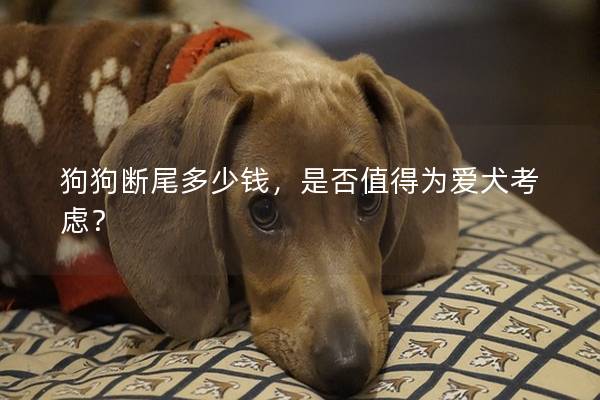 狗狗断尾多少钱，是否值得为爱犬考虑？