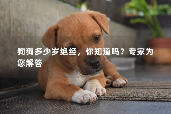 狗狗多少岁绝经，你知道吗？专家为您解答