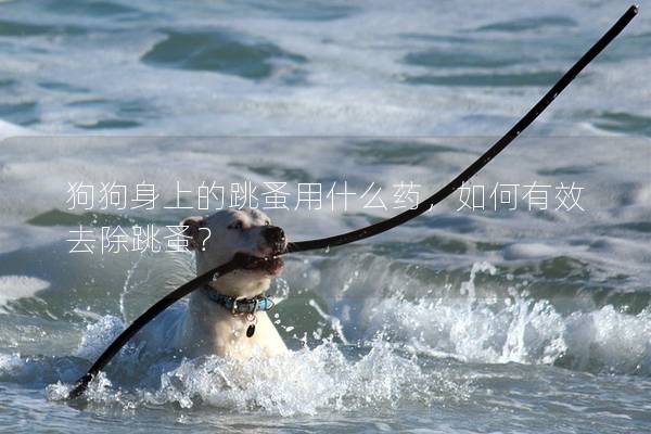 狗狗身上的跳蚤用什么药，如何有效去除跳蚤？