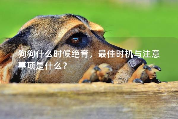 狗狗什么时候绝育，最佳时机与注意事项是什么？