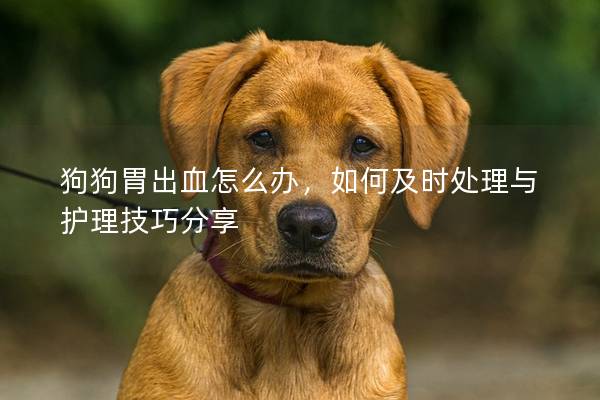 狗狗胃出血怎么办，如何及时处理与护理技巧分享