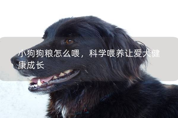 小狗狗粮怎么喂，科学喂养让爱犬健康成长