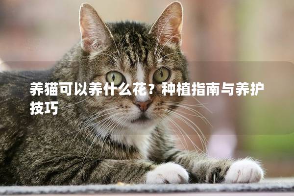 养猫可以养什么花？种植指南与养护技巧