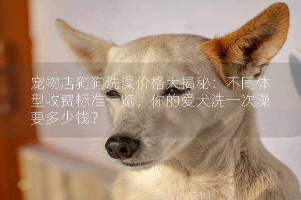 宠物店狗狗洗澡价格大揭秘：不同体型收费标准一览，你的爱犬洗一次澡要多少钱？