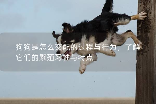 狗狗是怎么交配的过程与行为，了解它们的繁殖习性与特点