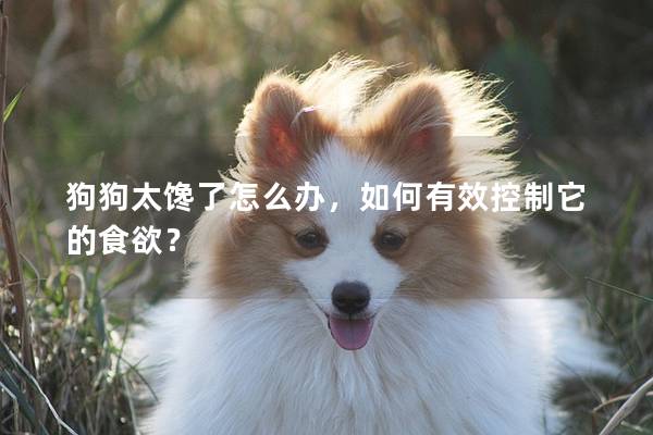 狗狗太馋了怎么办，如何有效控制它的食欲？
