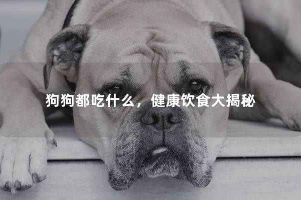 狗狗都吃什么，健康饮食大揭秘
