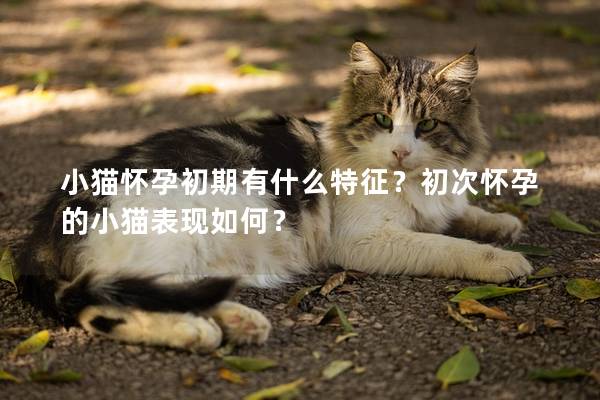 小猫怀孕初期有什么特征？初次怀孕的小猫表现如何？