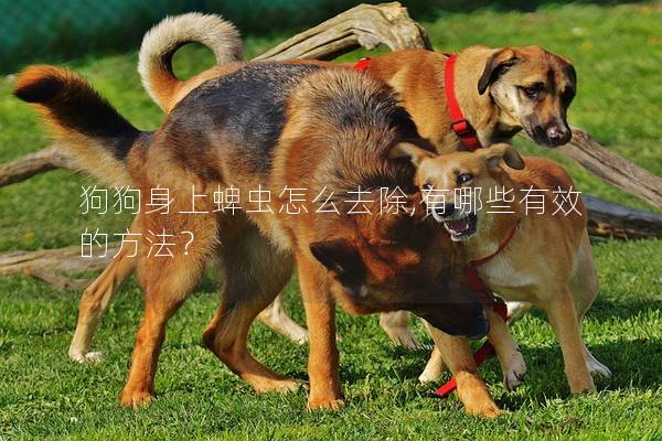 狗狗身上蜱虫怎么去除,有哪些有效的方法？