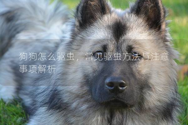 狗狗怎么驱虫，常见驱虫方法与注意事项解析