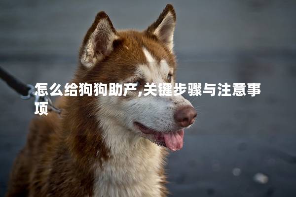怎么给狗狗助产,关键步骤与注意事项
