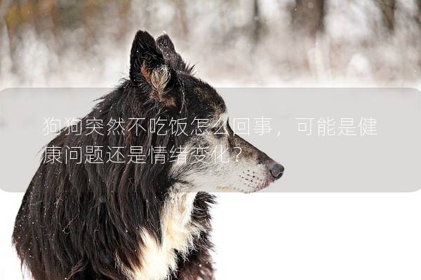 狗狗突然不吃饭怎么回事，可能是健康问题还是情绪变化？