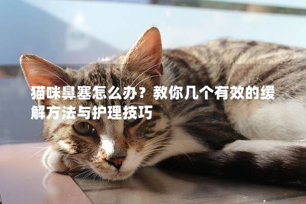猫咪鼻塞怎么办？教你几个有效的缓解方法与护理技巧