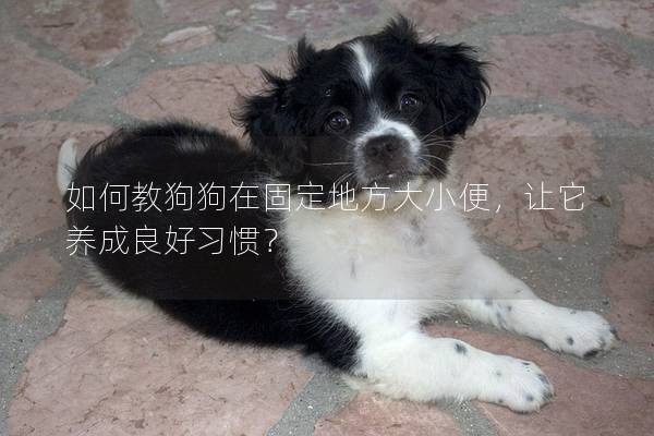 如何教狗狗在固定地方大小便，让它养成良好习惯？